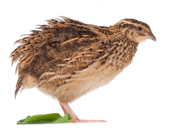 Young quail — Stock Photo, Image