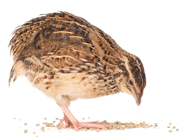 Young quail — Stock Photo, Image