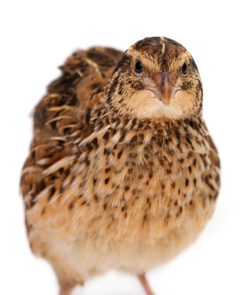 Young quail — Stock Photo, Image