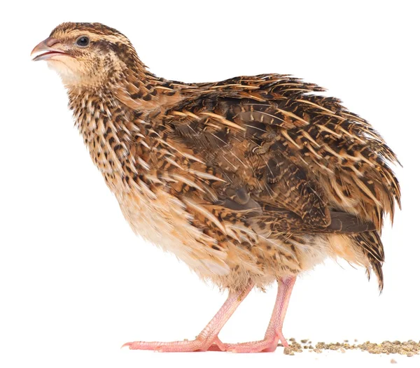 Young quail — Stock Photo, Image