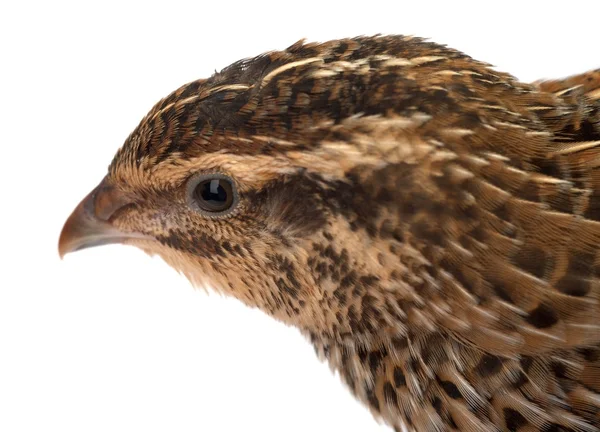 Young quail — Stock Photo, Image