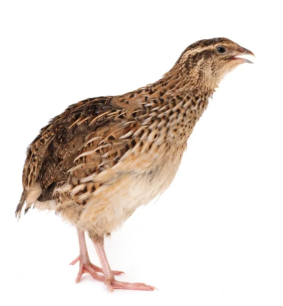 Young quail — Stock Photo, Image