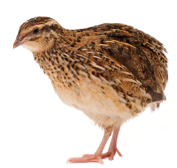 Young quail — Stock Photo, Image