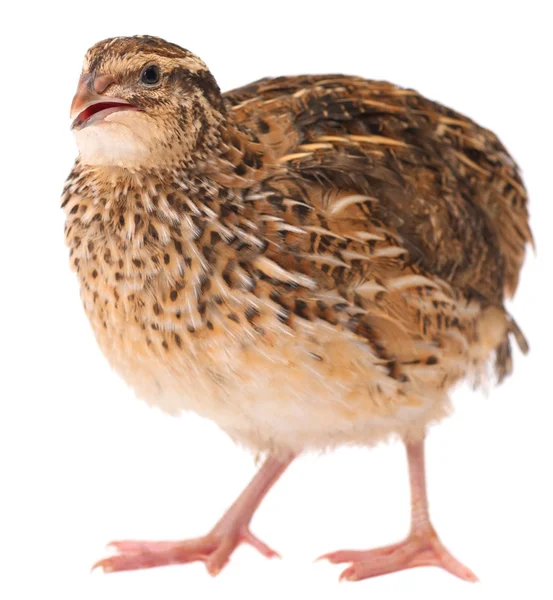 Young quail — Stock Photo, Image