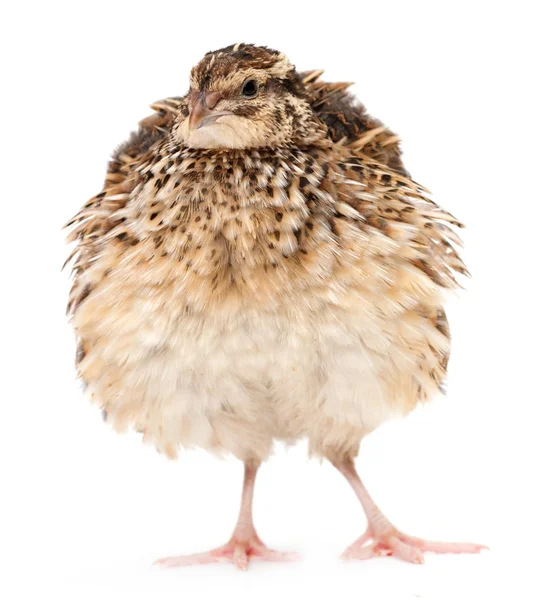 Young quail — Stock Photo, Image