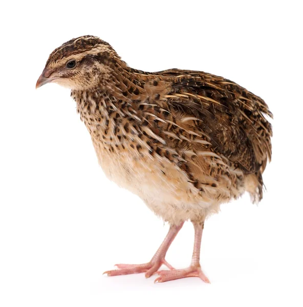 Young quail — Stock Photo, Image