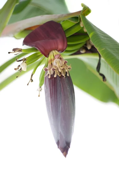 Banana flower — Stock Photo, Image