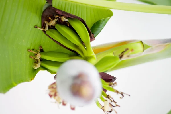 Banana flower — Stock Photo, Image