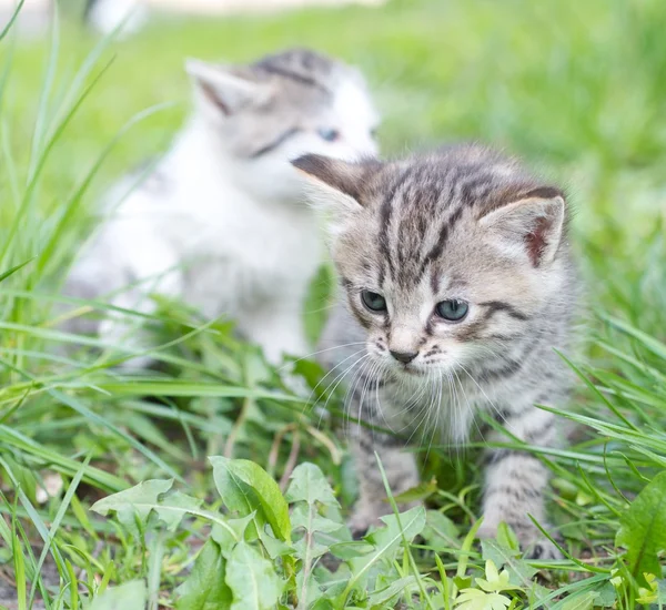 Gray kittens — Stock Photo, Image
