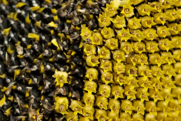 Seeds in sunflower — Stock Photo, Image