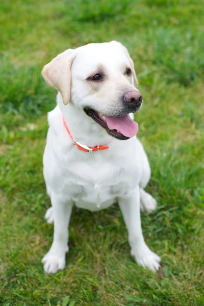 Labrador Retriever — Stockfoto