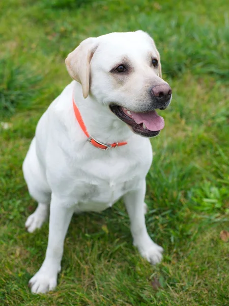 Labrador retriever - Stock-foto