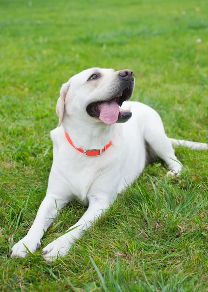 Labrador retriever - Stock-foto