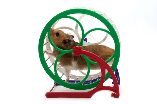 Hamster and wheel — Stock Image Hamster and wheel Stock Image