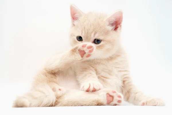 Funny kitten Stock Image