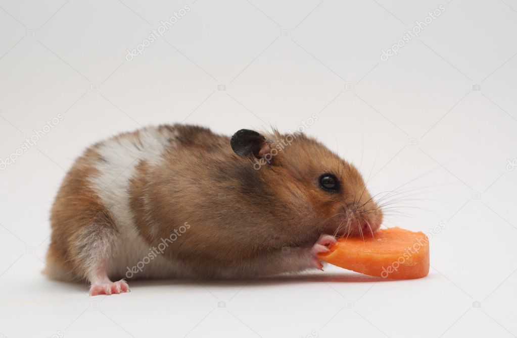 Hamster eats carrot