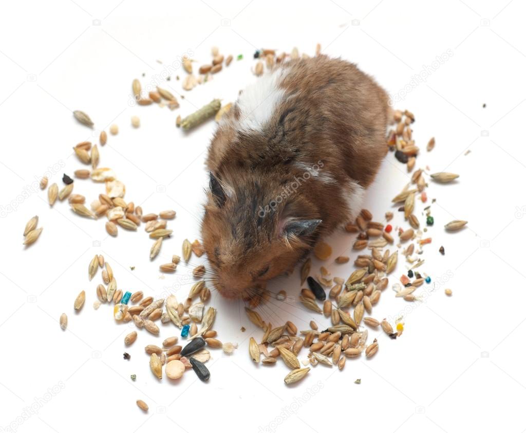 Funny hamster eats corn