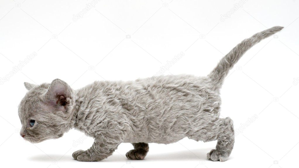 Kitten Devon Rex