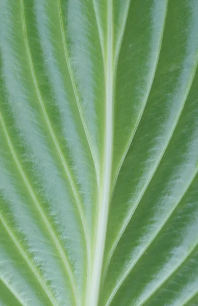 Grünes Blatt — Stockfoto