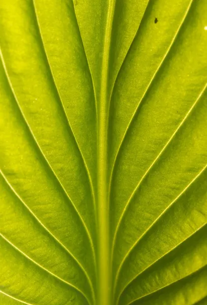 Grünes Blatt — Stockfoto