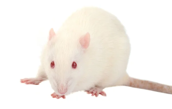 White rat — Stock Photo, Image