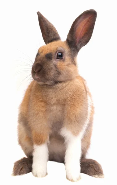 Coniglio adorabile — Foto Stock
