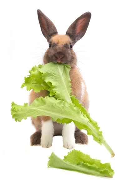 Coniglio con insalata — Foto Stock