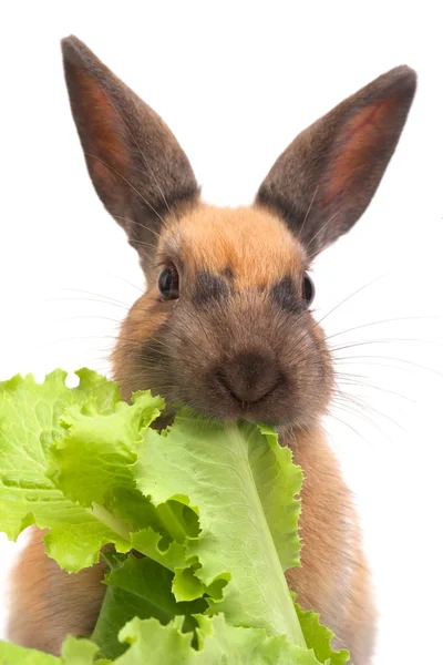 Coniglio con insalata — Foto Stock