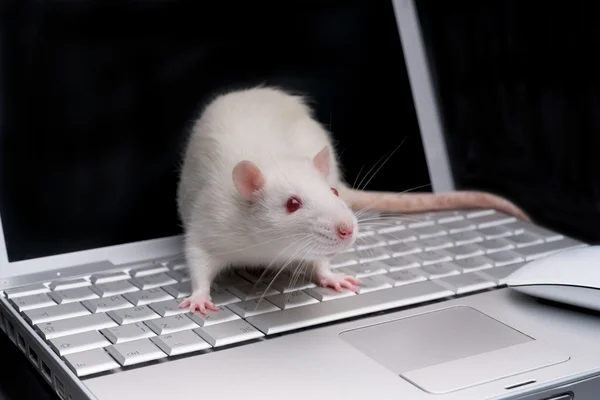 Rat on computer — Stock Photo, Image