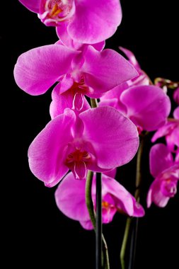 Mor orkide