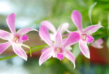 orkide çiçekleri