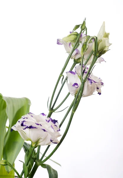 Lisianthus — Foto Stock