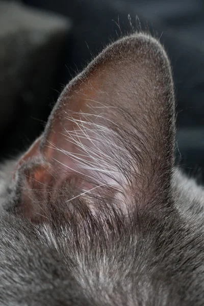 Cat ear — Stock Photo, Image