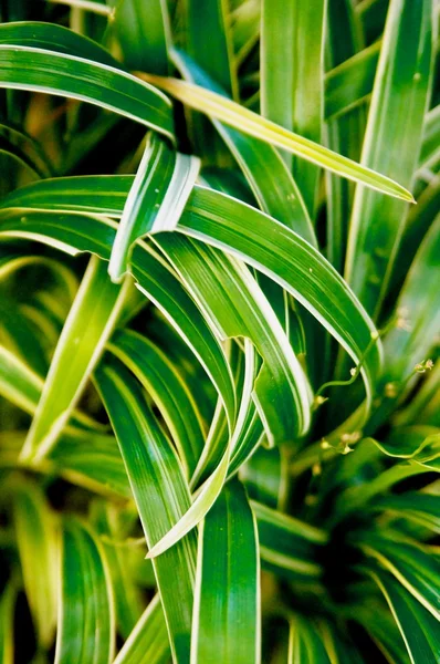 Green leafs — Stock Photo, Image