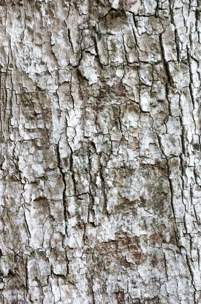 Trä bakgrund — Stockfoto