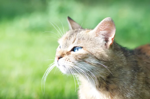 Katt i gräs — Stockfoto