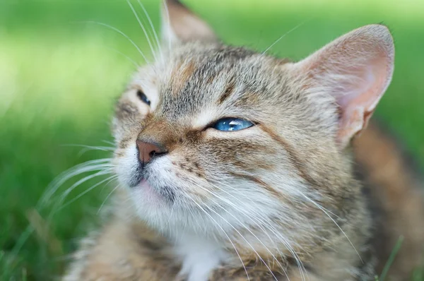 Cute cat — Stock Photo, Image