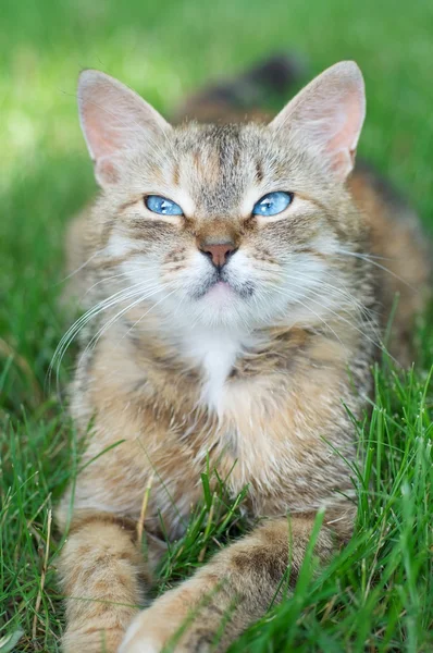 Cat in grass — Stock Photo, Image