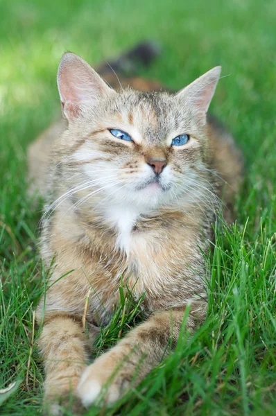 Cat in grass — Stock Photo, Image