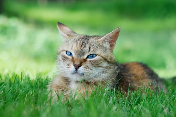 Katze auf Gras — Stockfoto