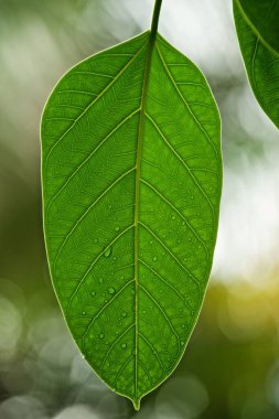 Yeşil yapraklar yakın plan