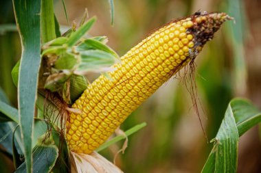 Olgun mısır tarlasında