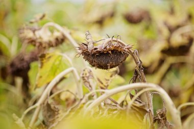 Tarlada olgun ayçiçekleri, ayçiçeği hasadı