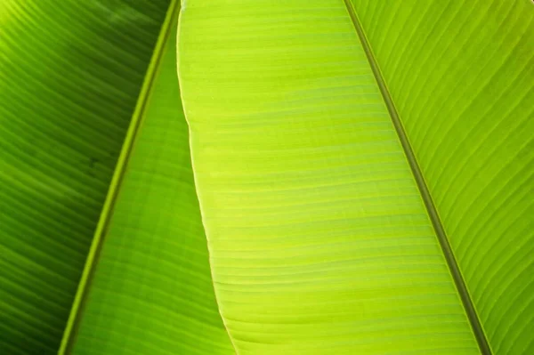 Green Leaves Close — Stock Photo, Image