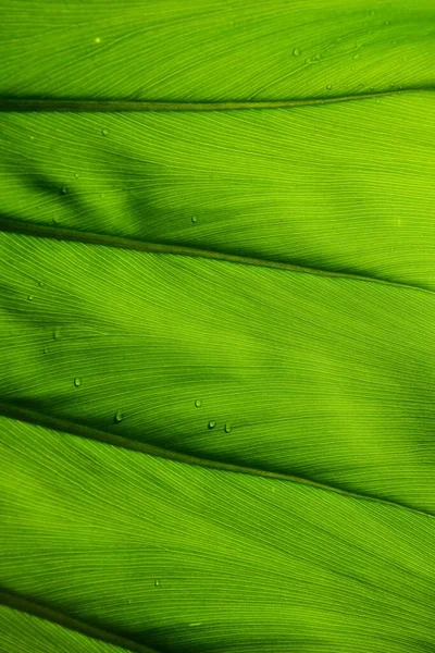 Foglie Verdi Primo Piano — Foto Stock