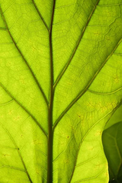 Hojas Verdes Primer Plano — Foto de Stock