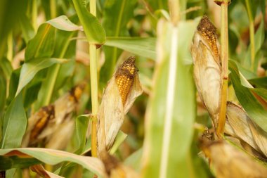 Olgun mısır tarlasında
