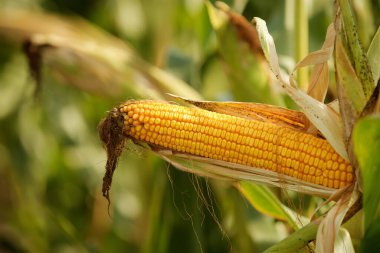 Olgun mısır tarlasında