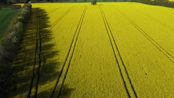 Tiro aéreo, drone filmando grandes campos com flores amarelas, bela paisagem — Vídeo de Stock
