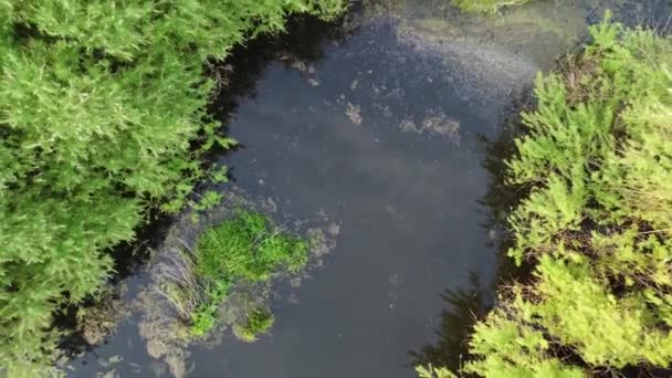 田野中央的小湖 无人驾驶飞机拍摄 — 图库视频影像